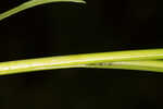 Sulphur sedge